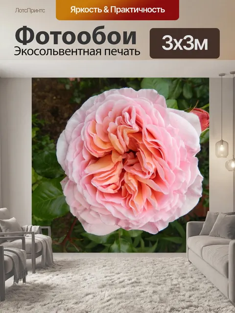 Фотообои Роза