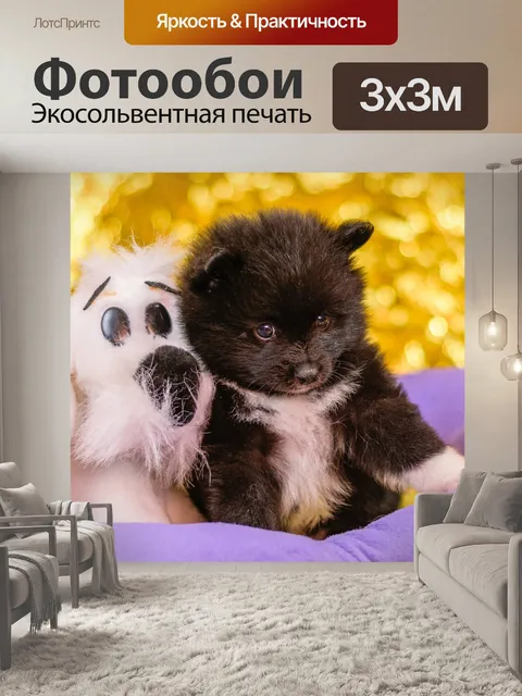 Фотообои Шпиц щенки