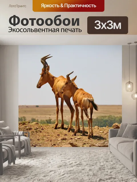 Фотообои Красный бубал