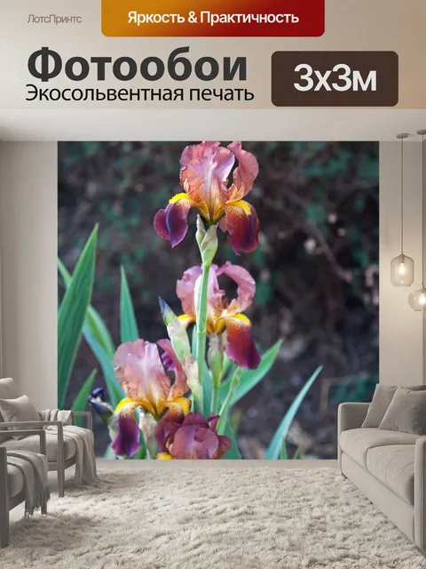 Фотообои вид розового ириса на солнце