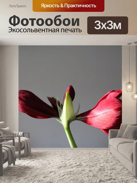 Фотообои Амариллис