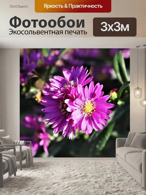 Фотообои Три фиолетовых астры крупным планом