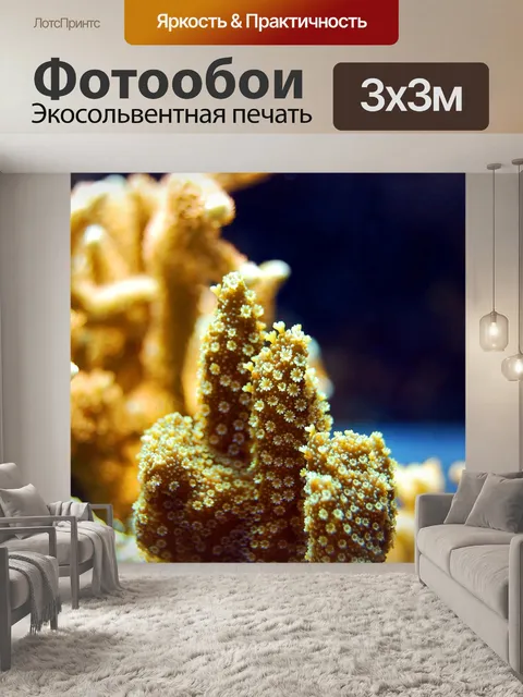 Фотообои Коралл