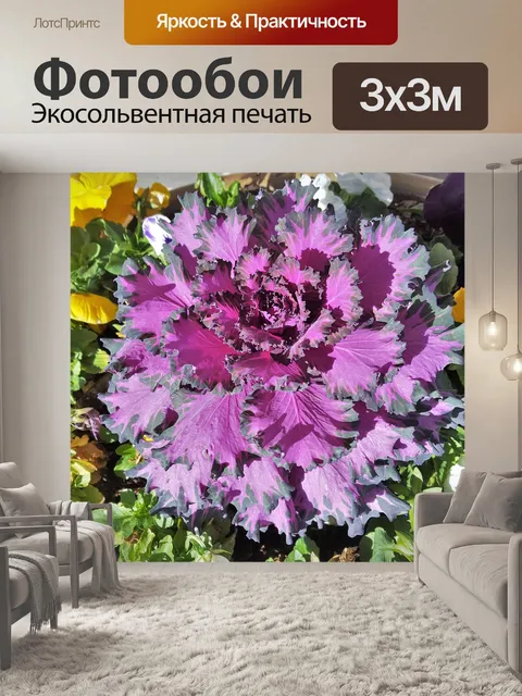 Фотообои Декоративная капуста крупным планом
