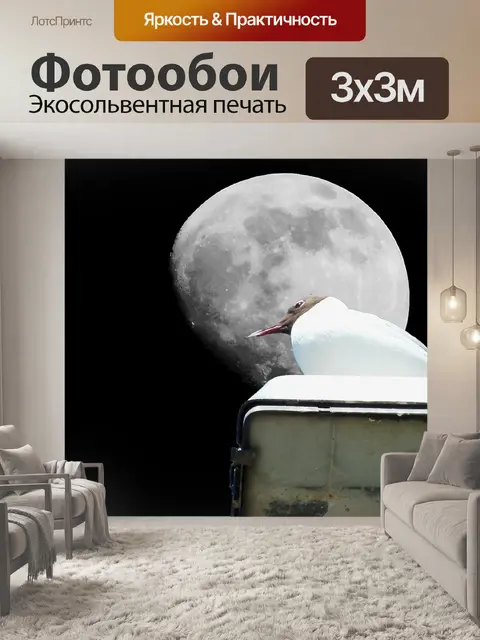 Фотообои Чайка