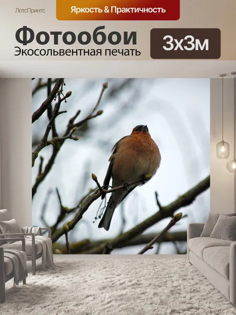 Фотообои Робин
