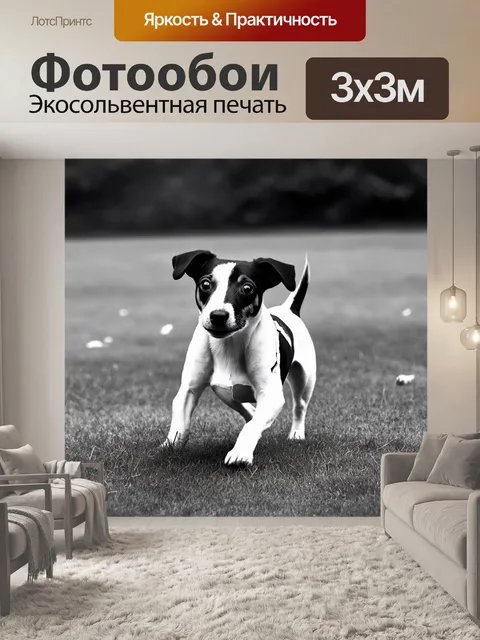 Фотообои черно-белая фотография джек рассел терьера