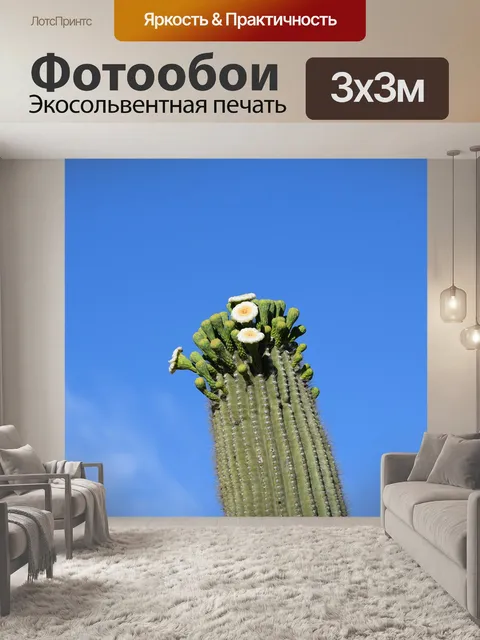 Фотообои Сагуаро