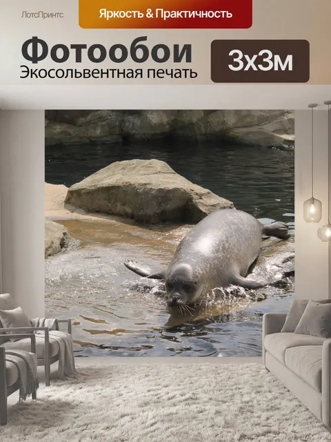 Фотообои Морской лев