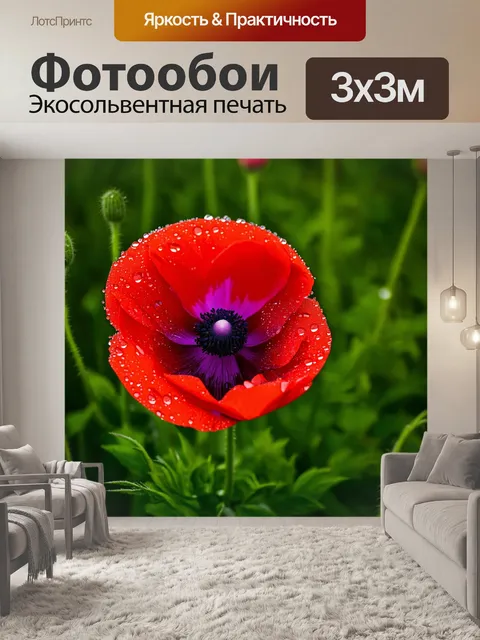 Фотообои с красным цветком мака, крупным планом, с каплями росы на ярких лепестках