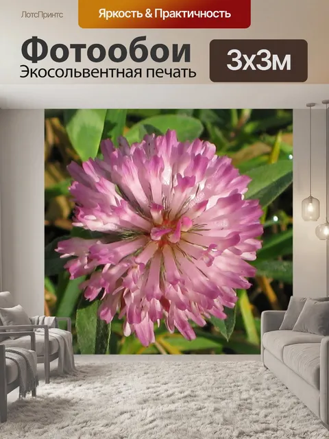 Фотообои Цветок клевера