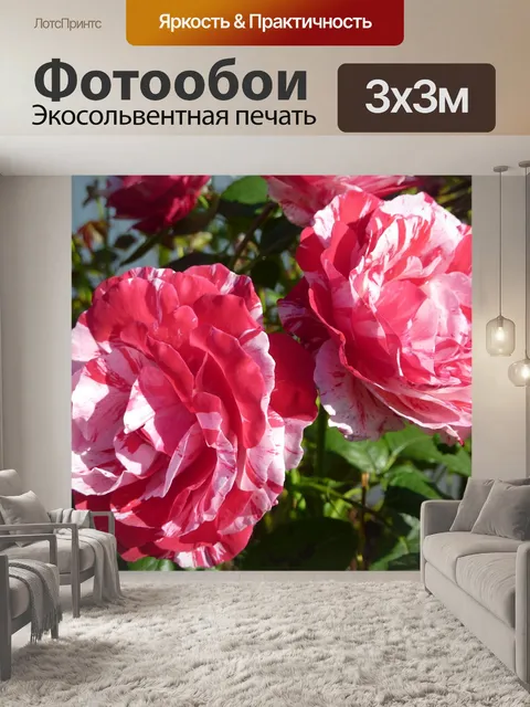Фотообои Роза