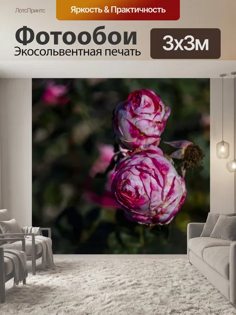 Фотообои Большая розовая круглая роза