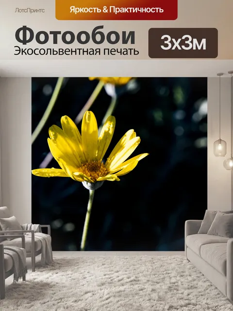 Фотообои Цветок желтой маргаритки крупным планом