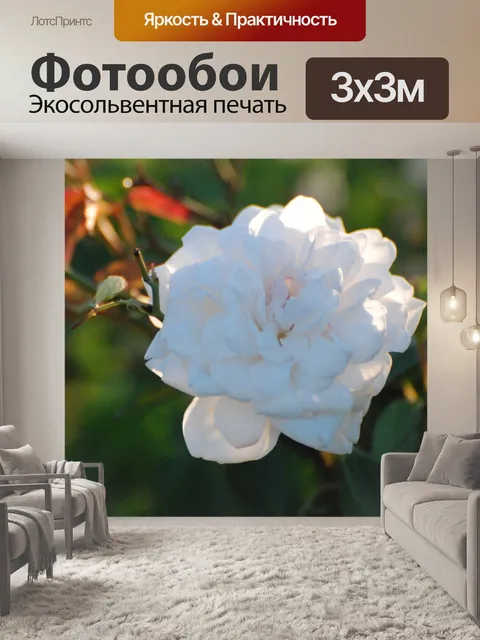 Фотообои Белая роза