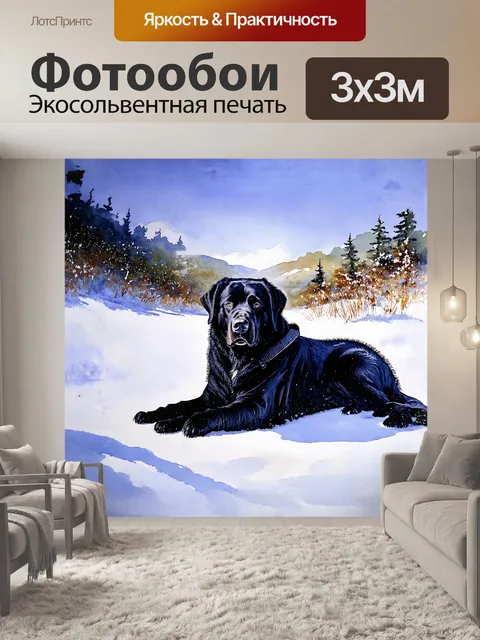 Фотообои величественный **ньюфаундленд** в черной шерсти с ошейником лежит на снегу