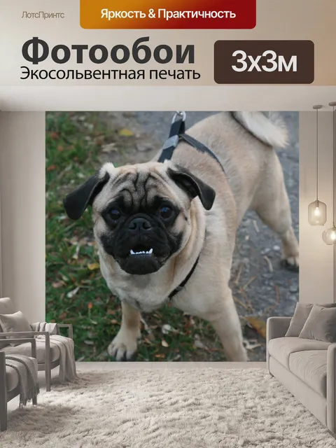 Фотообои Мопс собака