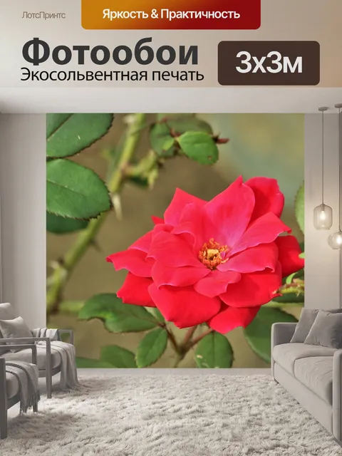 Фотообои Красная роза крупным планом