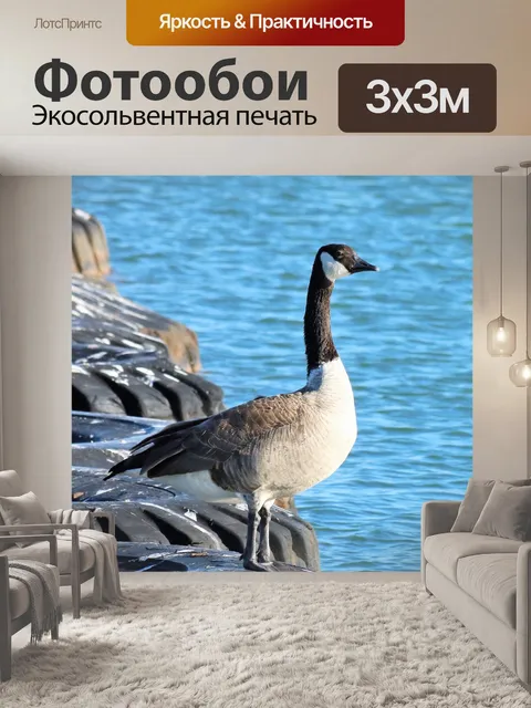 Фотообои Канада Гусь плавает на шинах