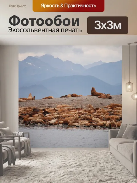 Фотообои Морские львы