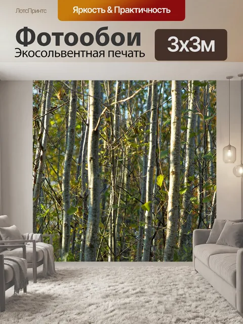 Фотообои Березовый лес