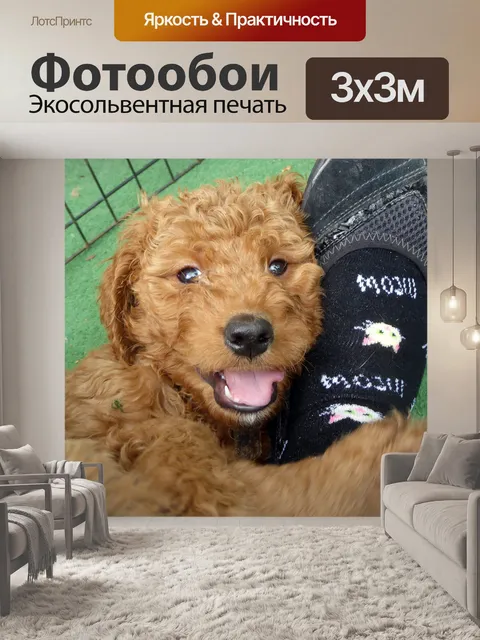 Фотообои Щенок и старая обувь