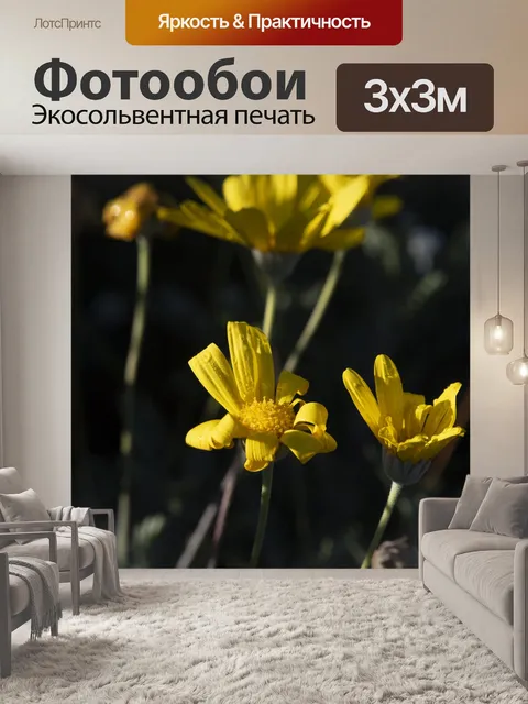 Фотообои Цветок желтой маргаритки крупным планом