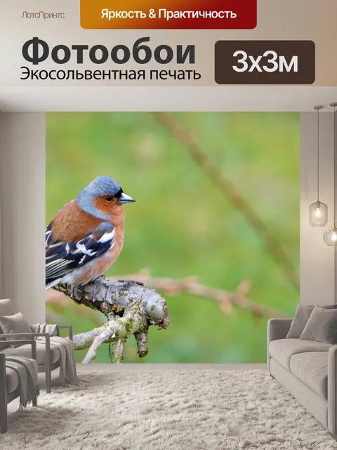 Фотообои Зяблик Птица