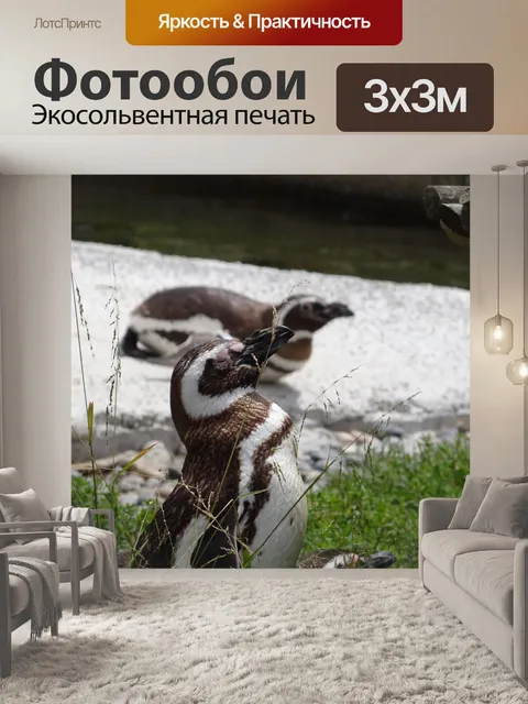 Фотообои Пингвины