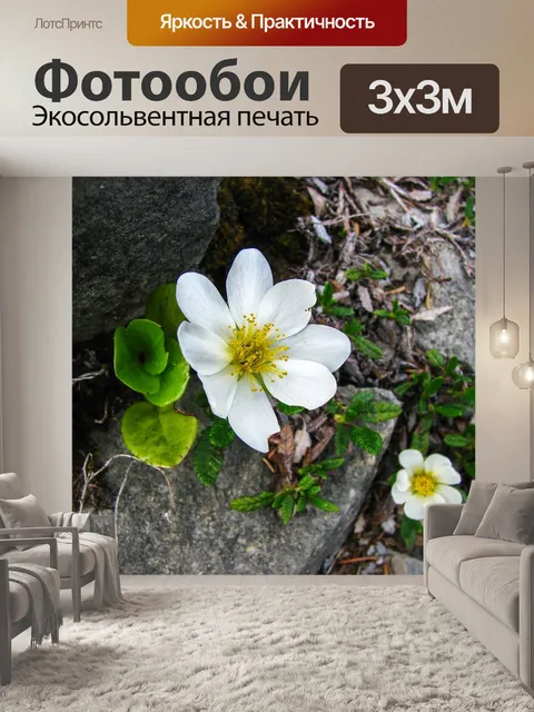 Фотообои Горный авенс