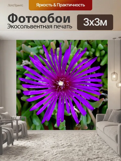 Фотообои Сиреневый фиолетовый цветок