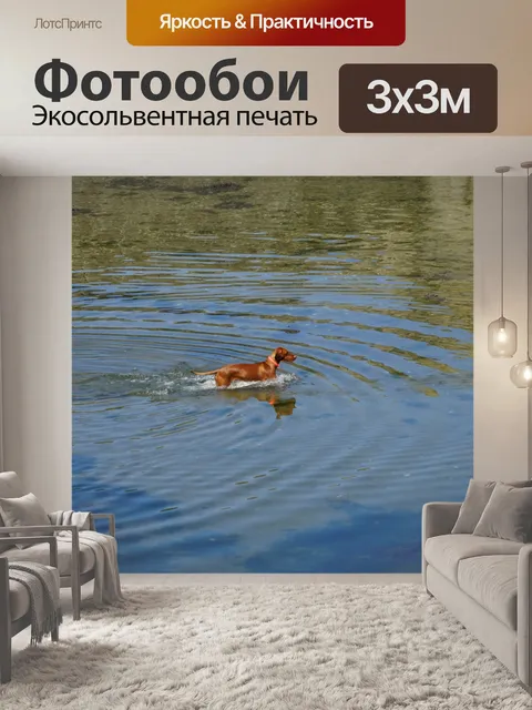 Фотообои Собака входит в воду
