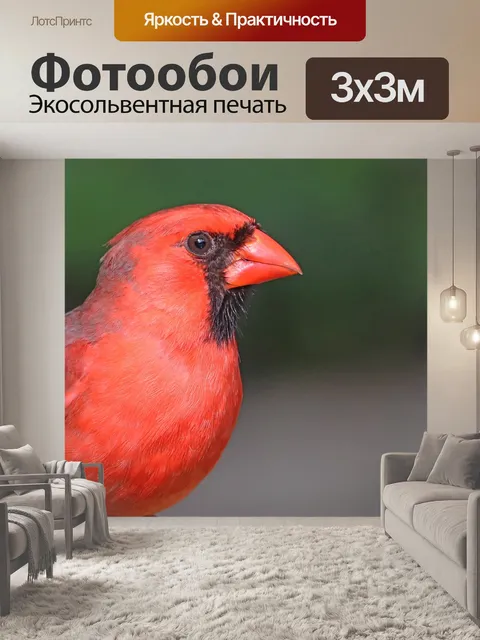 Фотообои Кардинал