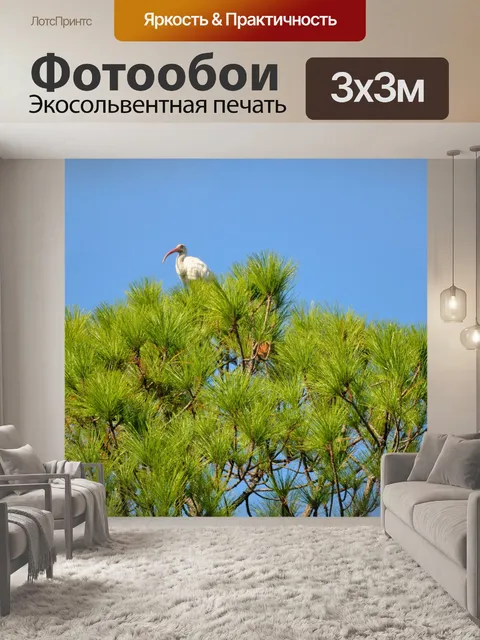 Фотообои Отель Ibis Bird
