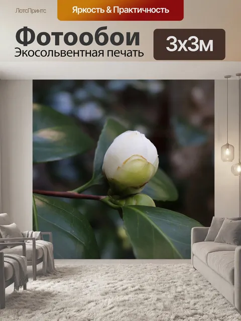 Фотообои Бутон