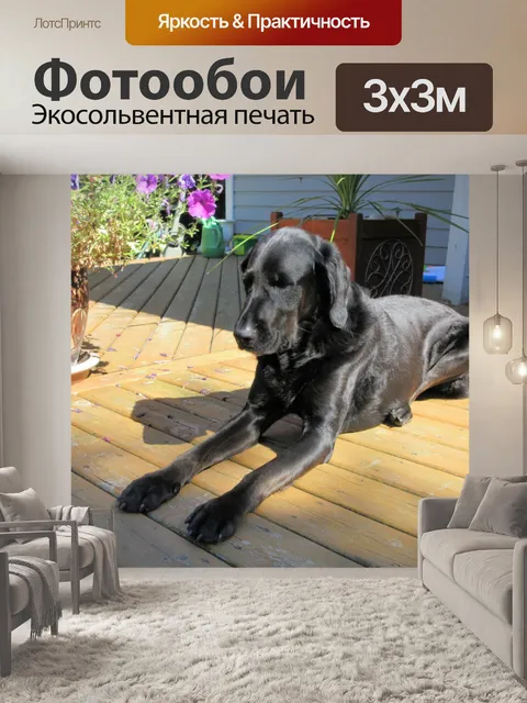 Фотообои собака на палубе