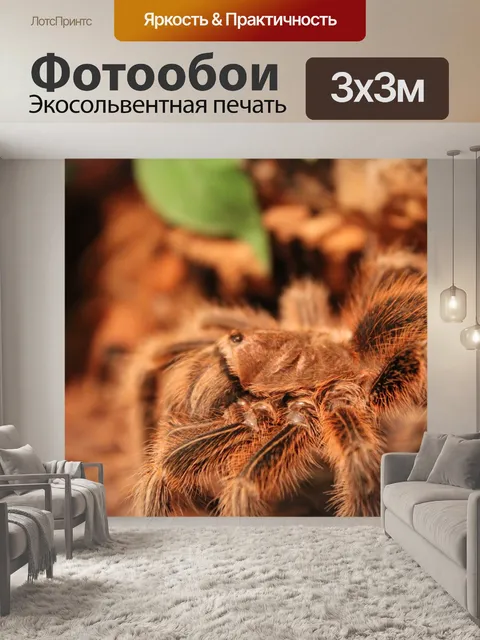 Фотообои Тарантул