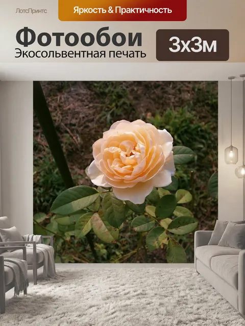 Фотообои Роуз