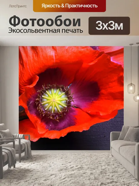 Фотообои красный цветок мака на темной поверхност