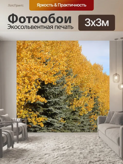 Фотообои Желтая осина и ель