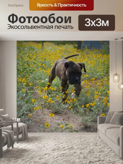 Фотообои Собака