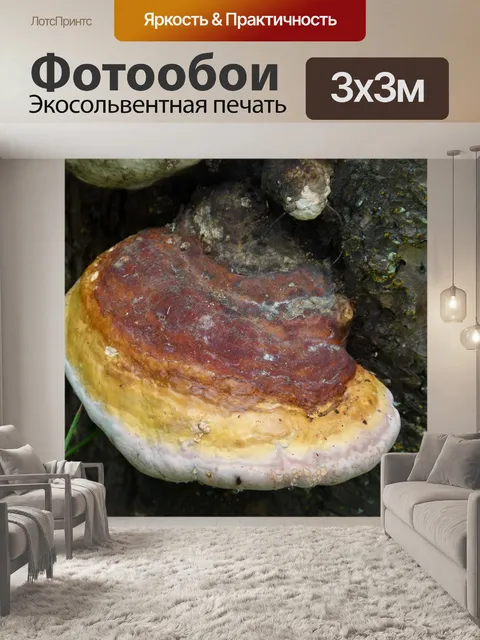 Фотообои Грибок