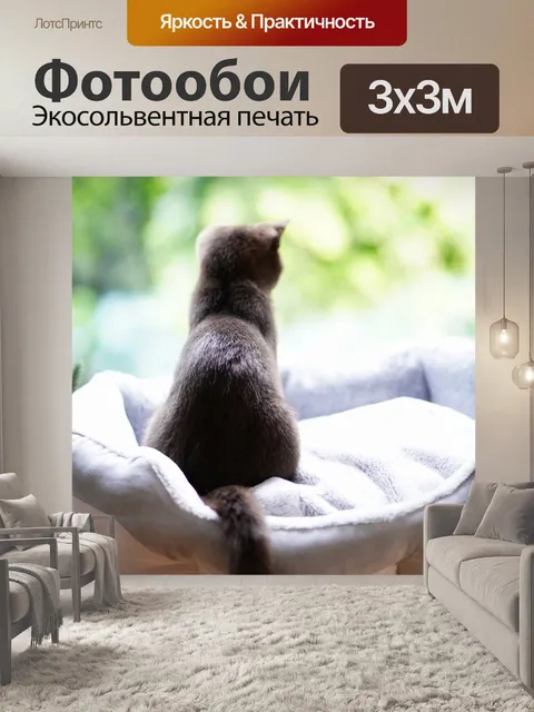 Фотообои Британская короткошерстная кошка