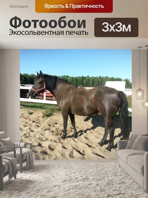 Фотообои Черная лошадь