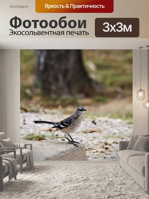 Фотообои Пересмешник в кемпинге