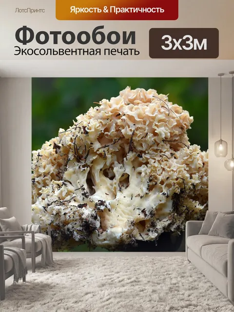 Фотообои Грибы