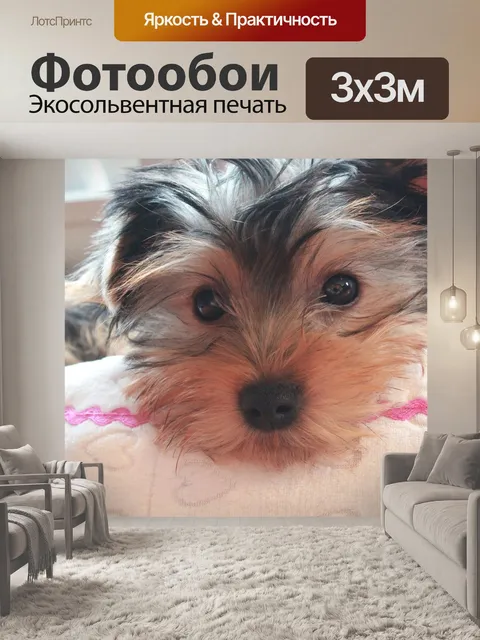 Фотообои Йоркширский терьер