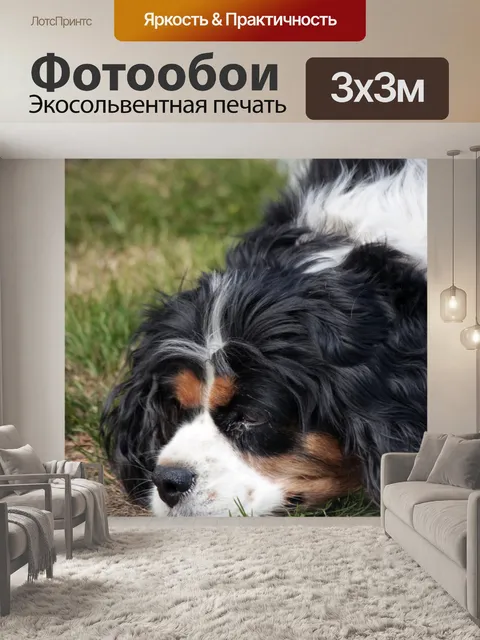 Фотообои Собака Грустный