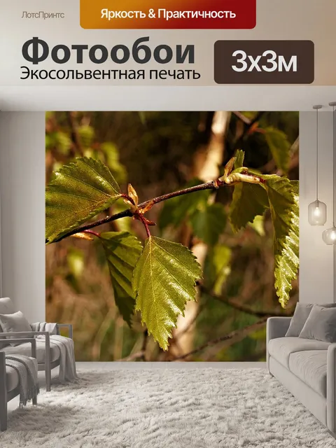 Фотообои Береза