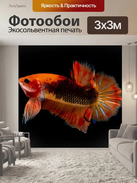 Фотообои Бойцовая рыбка оранжевый